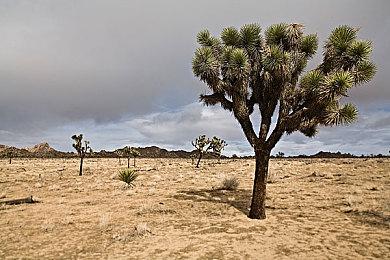 《任天堂大乱斗》不制作角色登场动画 只因泄密太严重